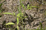 Pinnate prairie coneflower